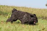 BOUVIER DES FLANDRES 124